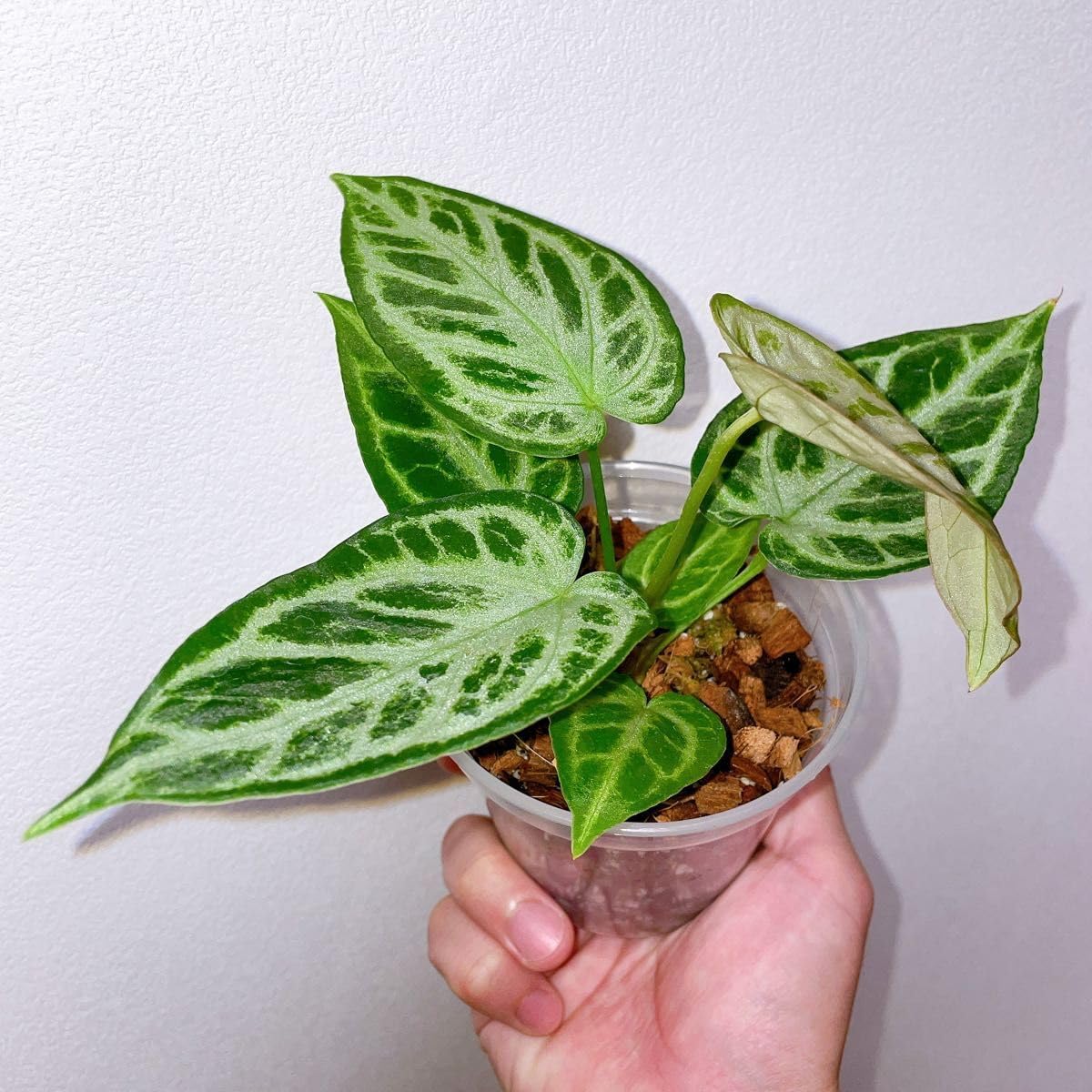 アンスリウム ドラヤキ × シルバーブラッシュ / Anthurium Dorayaki